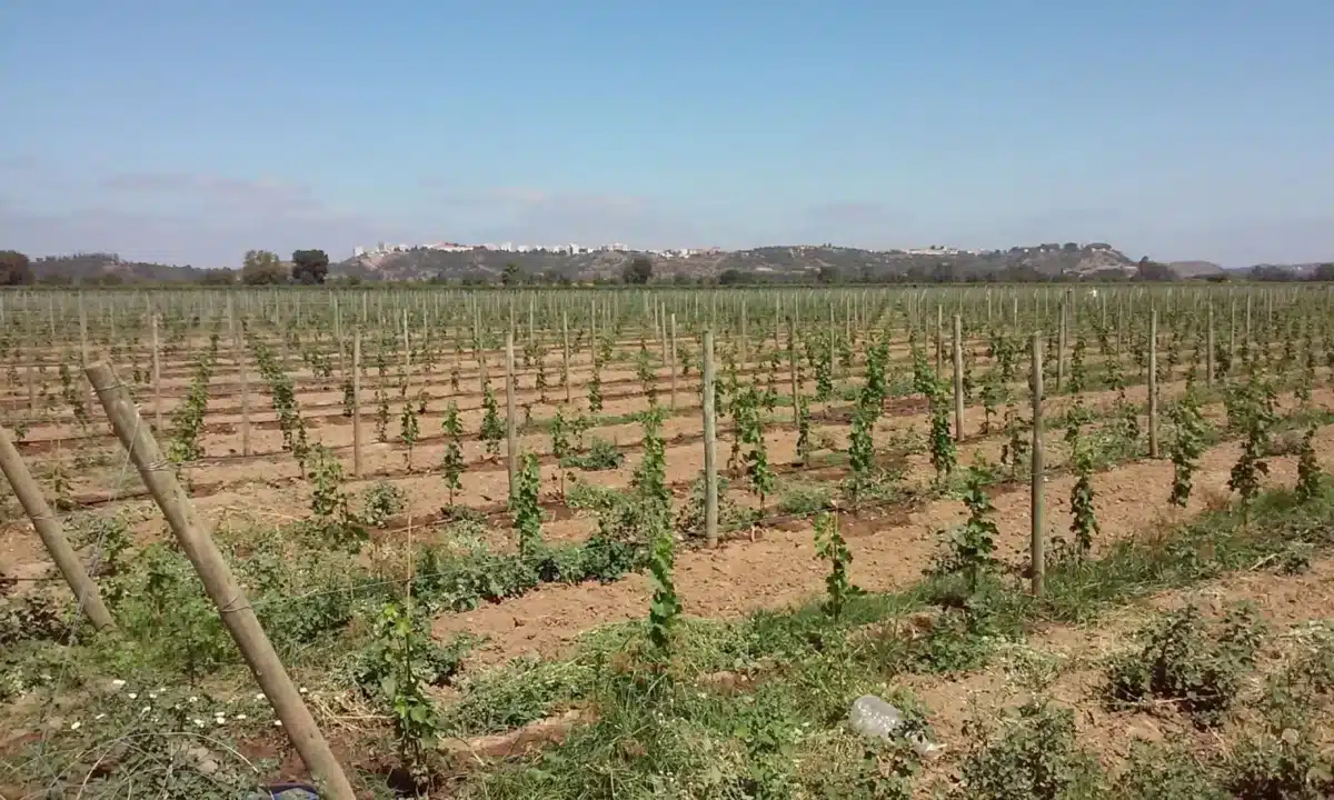 Beja – Herdade da Ferreirinha 